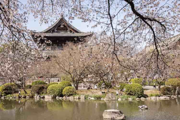 To-ji Temple, mid-March