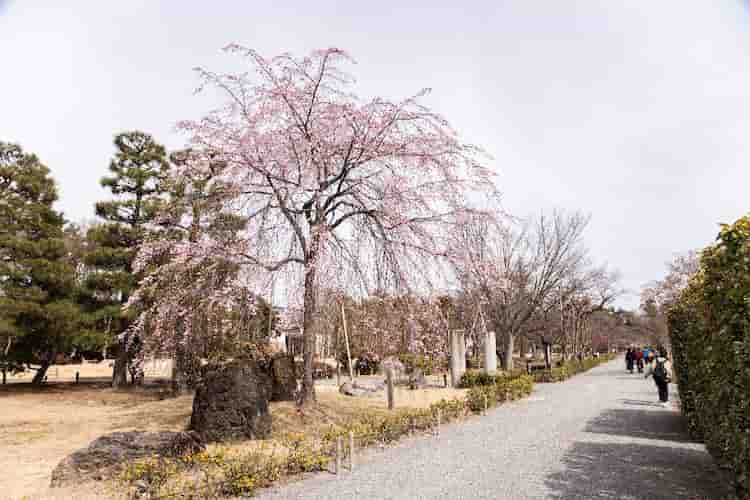 Nijyo-jo Castle, signs of early spring in mid-March Kyoto